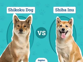 Shikoku Dog vs. Shiba Inu: Differences Explained (With Pictures)
