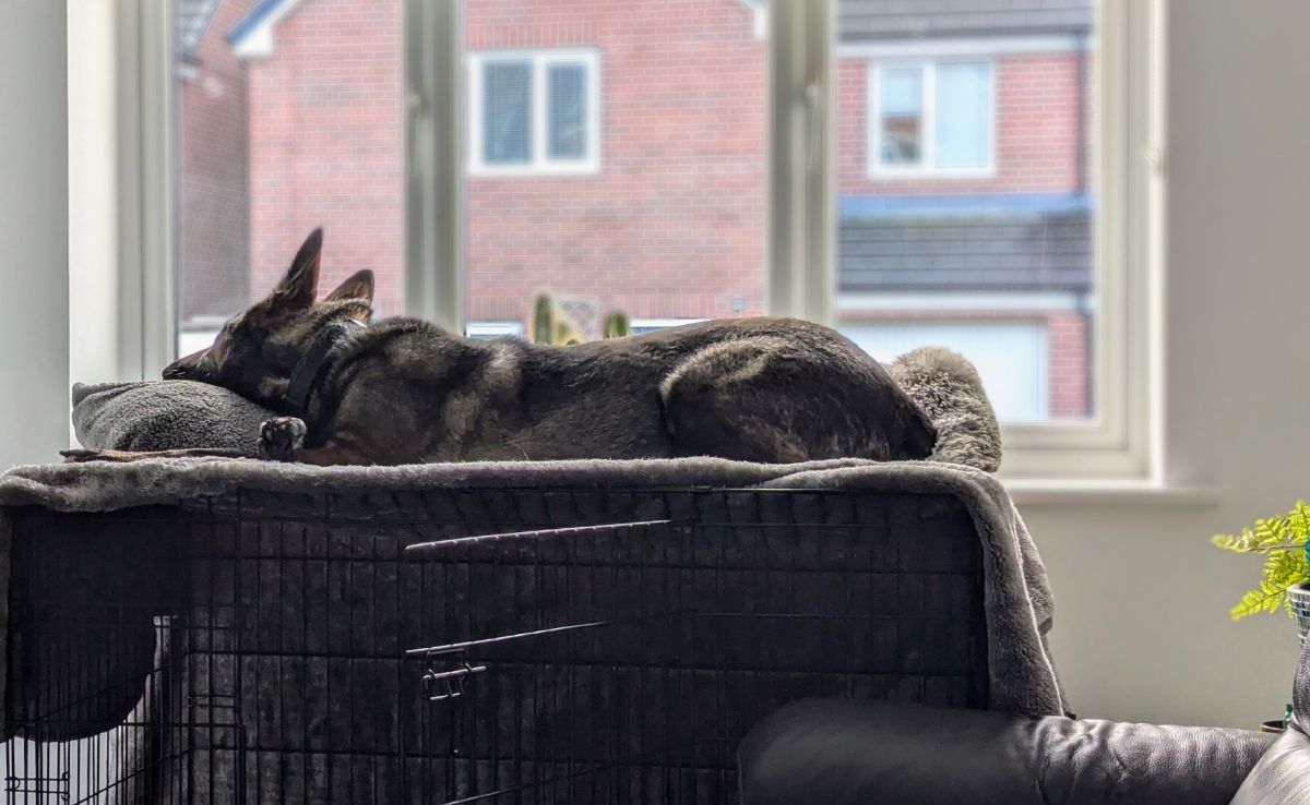 Kodah lying on top of the crate