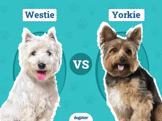Westie vs Yorkie: Main Differences (With Pictures)