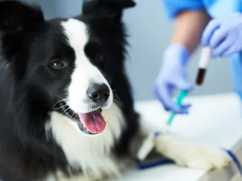 Do Dogs Have Different Blood Types? Vet-Verified Facts & Info
