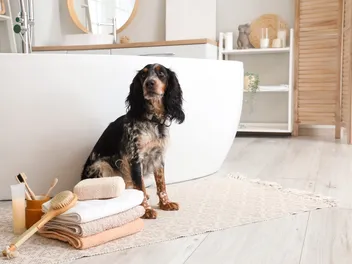 5 DIY Dog Shampoos With Coconut Oil You Can Make Today! (With Pictures)