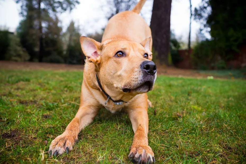 Mixed breed dog pitbull and labrador