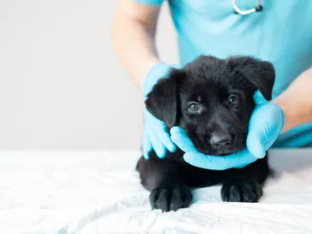When to Take a Puppy to the Vet for the First Time? Vet-Verified Facts & FAQ