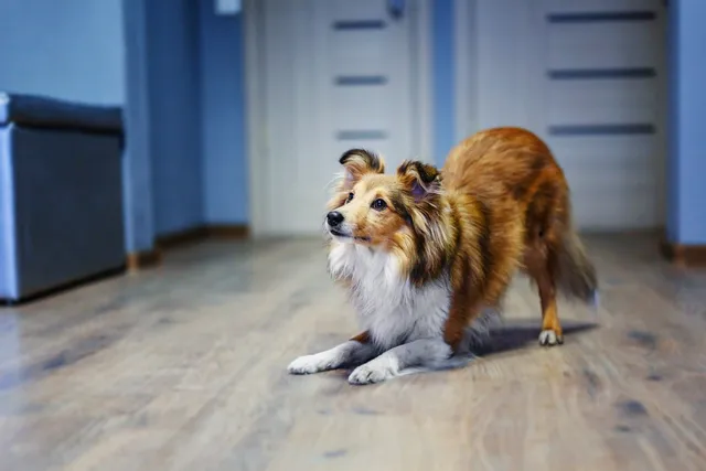 Can Dogs Have ADHD? Vet-Reviewed Signs & How to Help