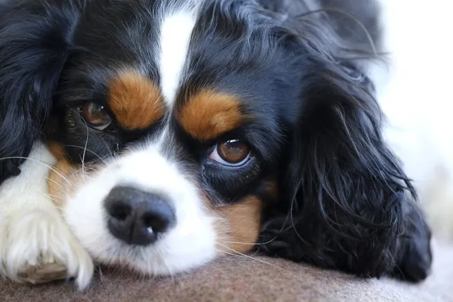 4 Adorable Cavalier King Charles Spaniel Haircuts (with Pictures)
