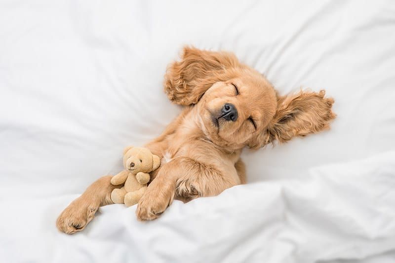 English Cocker spaniel puppy sleeping