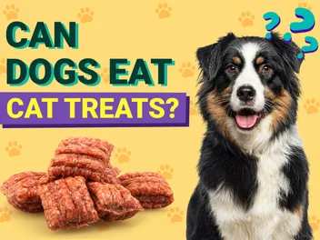 Can Dogs Eat Cat Treats? Nutritional Facts & FAQ (Vet Answer)