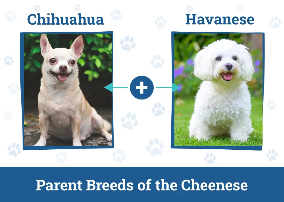 Parent Breeds of the Cheenese