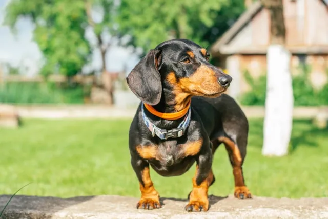 Black and Tan Dachshund: Info, Pictures, Origin & History