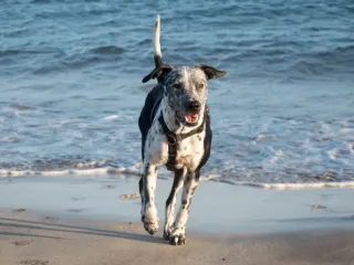 Pitmatian (Pitbull & Dalmatian Mix): Info, Pictures, Care & More