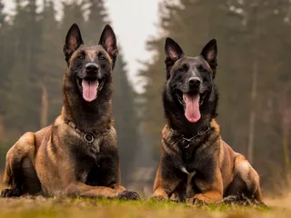 How Long Do Belgian Malinois Live? Vet-Verified Average Lifespan, Data & Care Guide