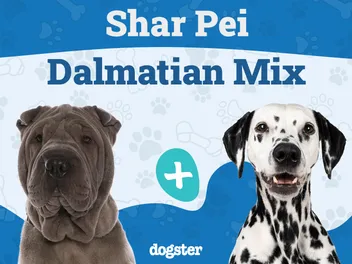 Sharmatian (Shar-Pei & Dalmatian Mix): Info, Pictures, Care & More