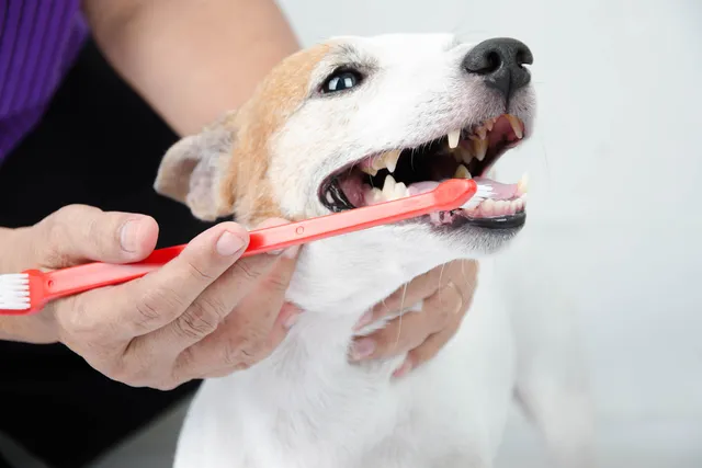 Are There Alternatives to Brushing a Dog's Teeth? Facts & FAQ (Vet Answer)