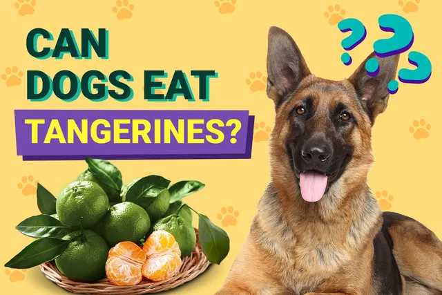 Can Dogs Eat Tangerines? Vet-Approved Facts & FAQ