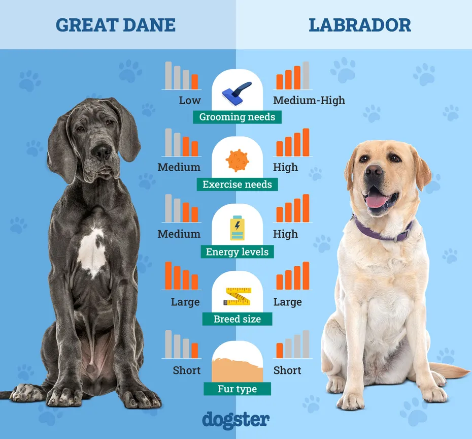 Dogster_Side by Side Comparison_Great Dane vs Labrador