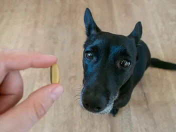 10 Best Fish Oils for Dogs in 2026 - Reviews & Top Picks