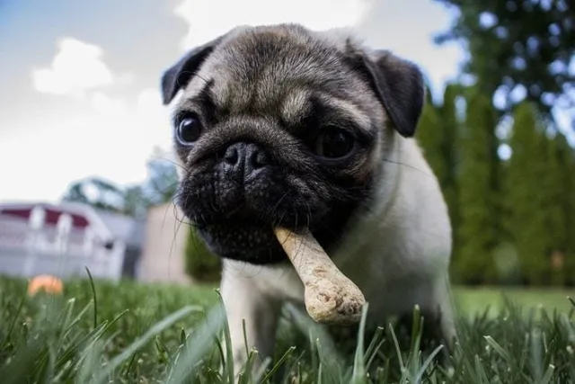 Why Do Dogs Chew Bones? 3 Vet-Reviewed Reasons & Safety Concerns