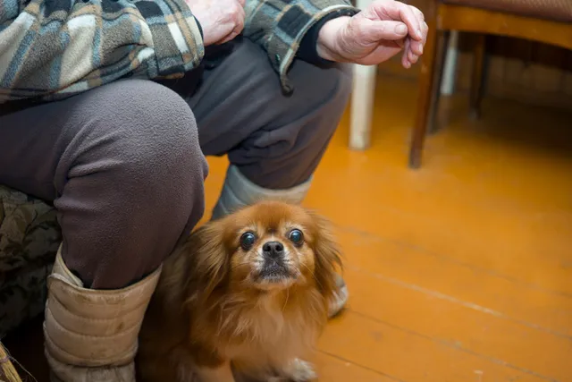9 Blind Dog Rescue Organizations: Great Options for Disabled Pups