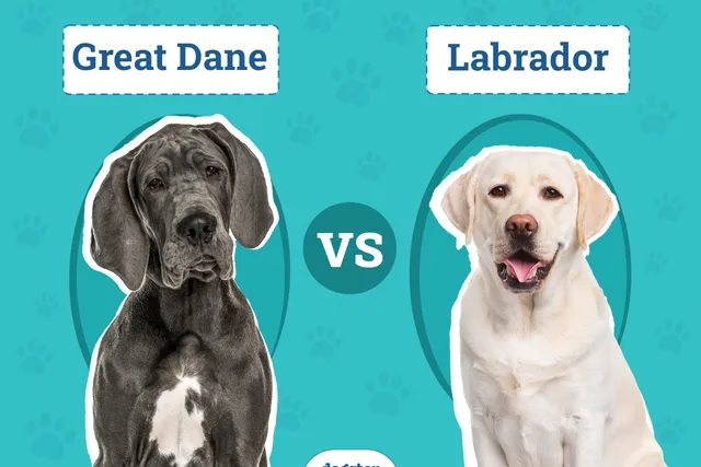 Great Dane vs Labrador: Key Differences (With Pictures)