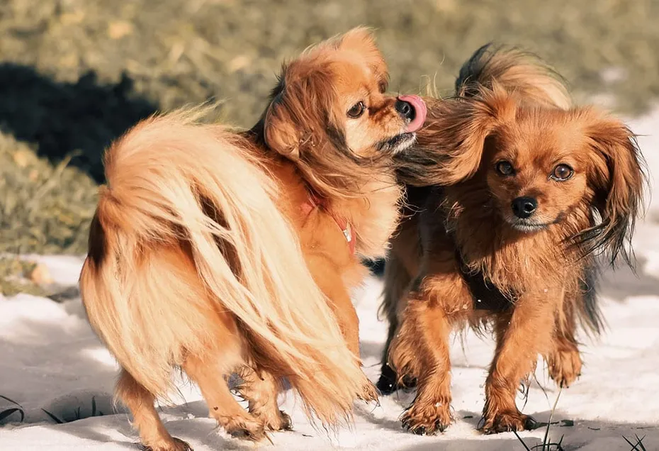Two Tibetan Spaniel Dogs Playing