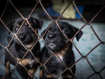 How to Rehabilitate a Puppy Mill Dog: 7 Vet-Approved Tips