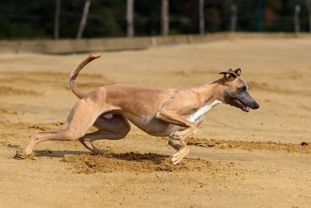 How Fast Can a Dog Run? Fastest Breed & General Facts (Vet-Reviewed)