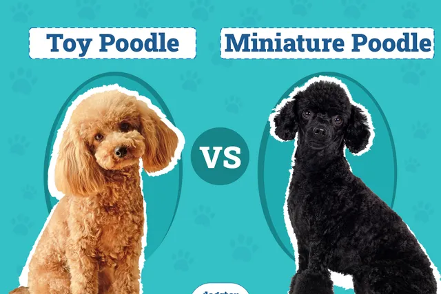 Toy Poodle vs Miniature Poodle: The Differences (With Pictures)