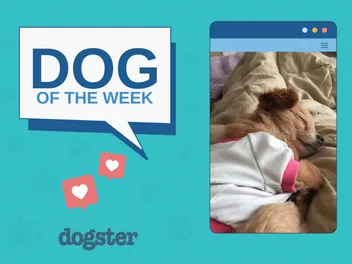 Dogster Photo Contest: Dogs of the Week Winners (October 30, 2025)