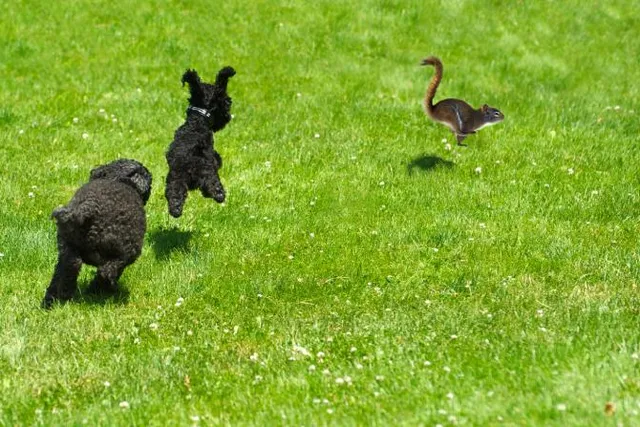 Why Do Dogs Chase Squirrels? Vet-Reviewed Reasons