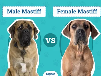 Male vs Female Mastiff: The Differences (With Pictures)