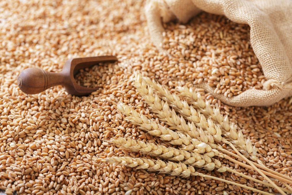Close up of wheat grains and wheat ears