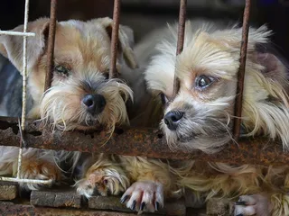 What Do Puppy Mills Do With Unsold Puppies: The Shocking Facts