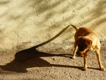 Why Do Dogs Chase Shadows? Vet-Reviewed Instinct & Behavior Explanation