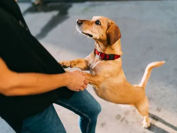 My Dog Stares at Me: Vet-Reviewed Reasons, Meaning & Facts