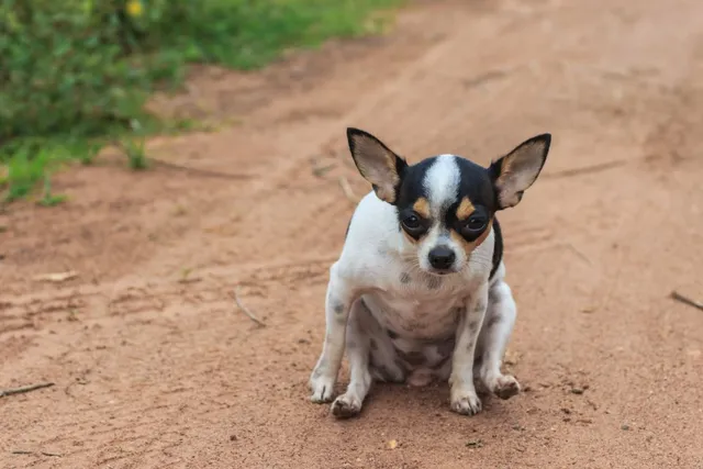 Home Remedies for Dog Scooting: Vet Explained Reasons & Helpful Tips