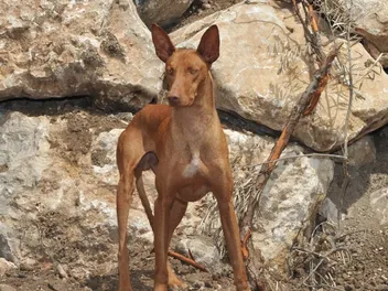 Podenco Canario Dog Breed: Info, Pictures, Traits & Care