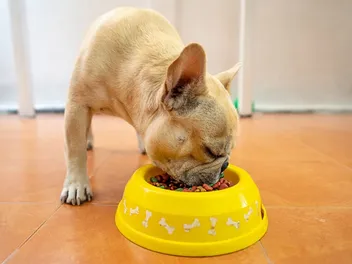 Does a Dog Stress Eat? Vet-Verified Facts & Info