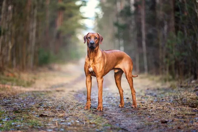 What Were Rhodesian Ridgebacks Bred For? Facts & History
