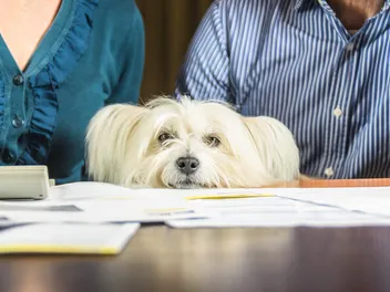 The Rise of the Pet-Nup – Insanity or Common Sense?