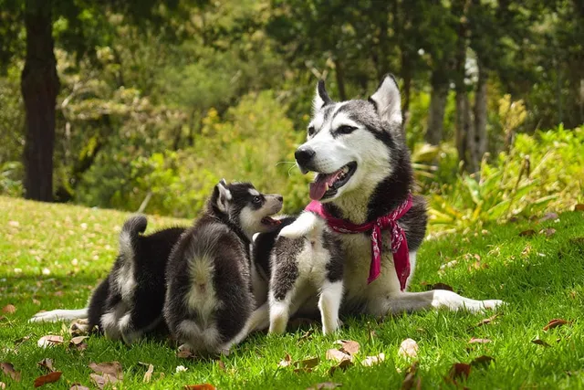 When Is the Best Age to Breed Dogs (for Females & Males)?