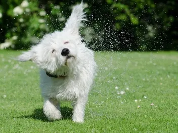 Malteagle (Maltese & Beagle Mix): Info, Pictures, Care & More