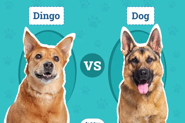 Dingo vs. Dog: The Main Differences (With Info & Pictures)