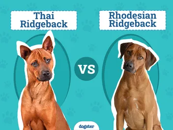 Thai vs Rhodesian Ridgeback: Breed Comparison (With Pictures)