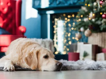 How to Dog-Proof a Christmas Tree (8 Easy & Effective Ways)