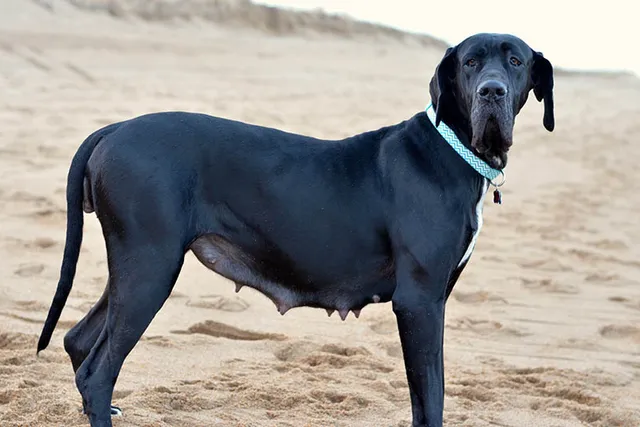 How Long Will My Great Dane Be Pregnant? Vet-Verified Info