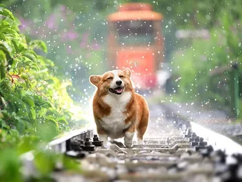 My Dog Won’t Pee in the Rain, What Do I Do? 4 Solutions That Can Help