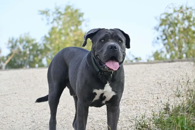 Neapolitan Mastiff: Dog Breed Info, Pictures, Traits & Care