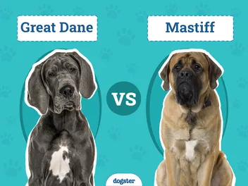 Great Dane vs. Mastiff: What’s the Difference? (With Pictures)