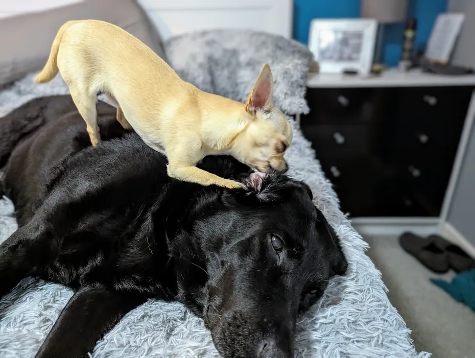 Poppy has gone from tolerating to enjoying her treatments.