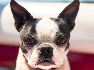How Aggressive Are Boston Terriers? Vet-Verified Reasons, Tips & FAQ